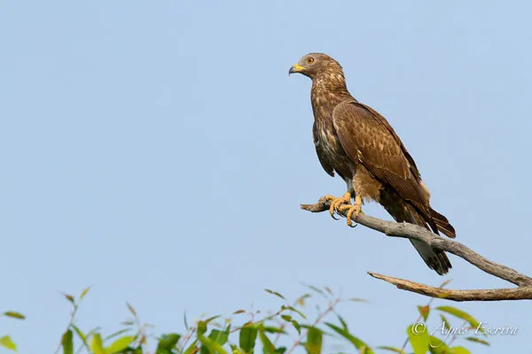 Honey buzzard juvénil