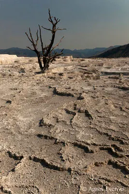 Mammoth hot springs, Parc du Yellowstone