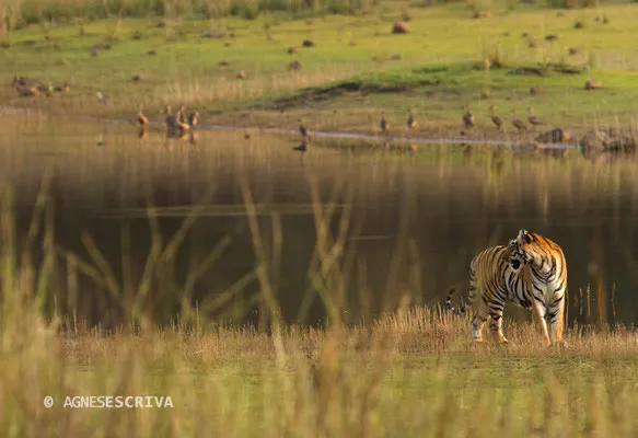 Jeune tigresse, Telia, Tadoba