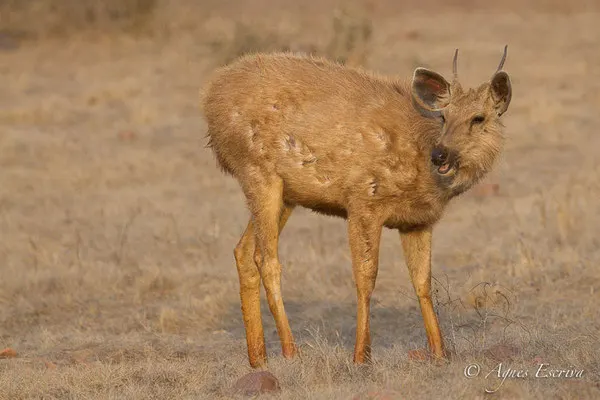 Sambar en pleine mue