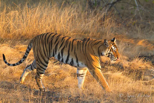 Kankati, tigresse de 6 ans, Bandhavgarh
