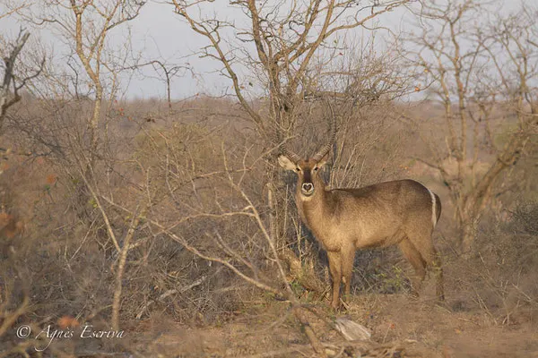 Timbavati - Afrique du Sud - Octobre 2016