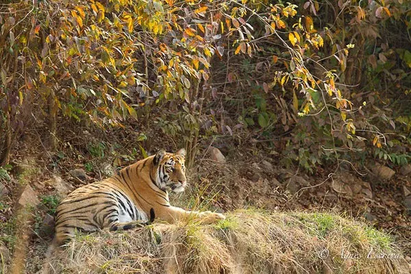 Jeune tigresse de 18 mois, Telia, Tadoba-Andhari
