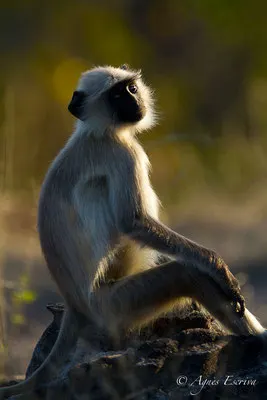 Singe entelle ou langur
