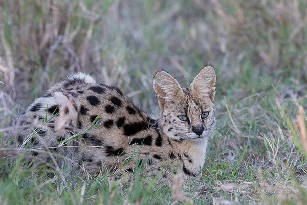 Mara - Kenya été 2017