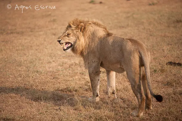 Lion de 3 ans ex ado de Bilashaka