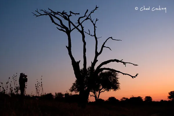 Timbavati  - Afrique du Sud, juin 2011