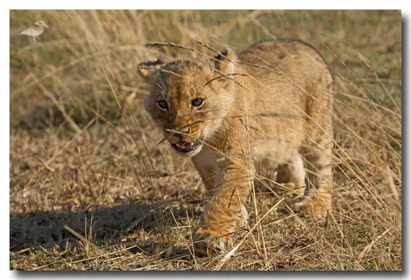 lionceau de 2 mois, petit de Charm
