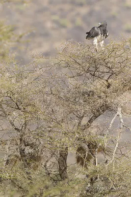 Samburu - Kenya février 2017