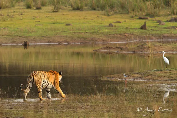 Jeune tigresse, Telia, Tadoba
