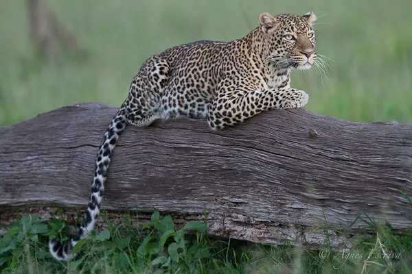 Mara - Kenya décembre 2015