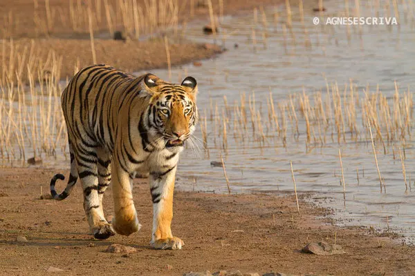 Jeune tigresse, Telia, Tadoba