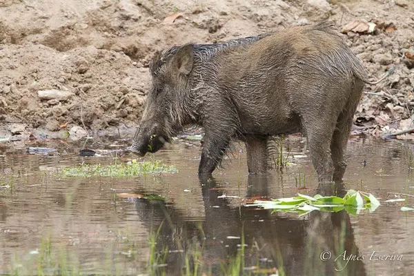 Sanglier et reflet