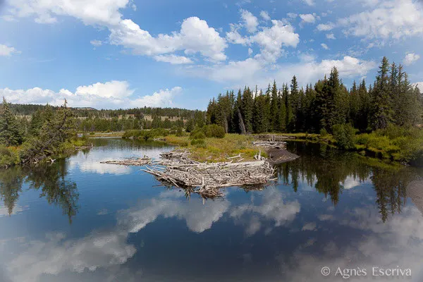 Snake river à Grand Teton National Park