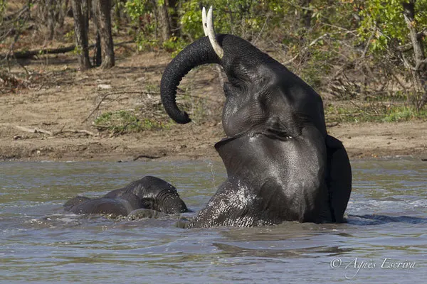 Timbavati - Afrique du Sud - Octobre 2016