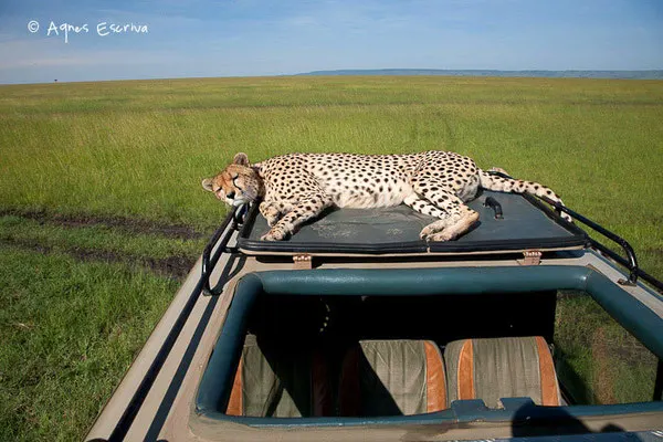 Masaï Mara, Kenya, décembre 2011