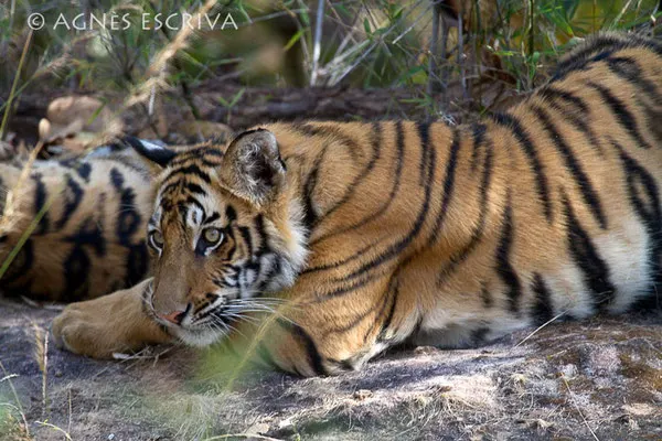 Le repos du jeune tigre 2