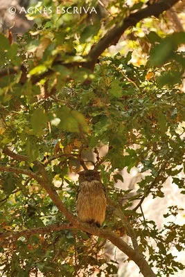 Chouette - brown fish owl