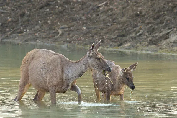 Sambars mangeant des végétaux sous l'eau