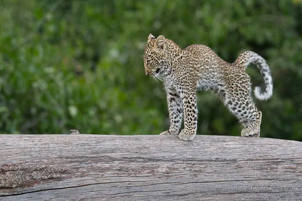 Mara - Kenya décembre 2015
