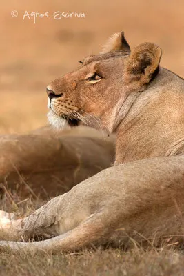 lionne de 3 ans ex ado de Bilashaka