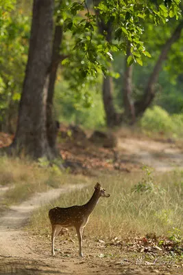Cerf axis femelle
