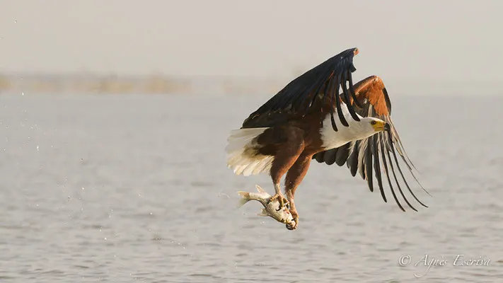 Baringo - Kenya été 2016