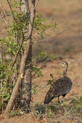 Timbavati - Afrique du Sud - Octobre 2016
