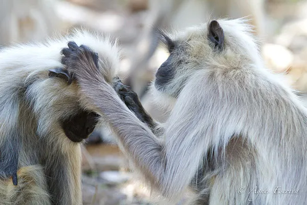 Singe entelle ou langur en plein épouillage