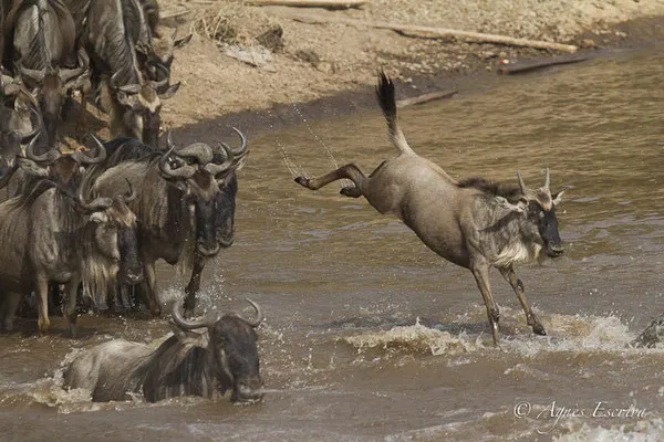 Mara - Kenya été 2016