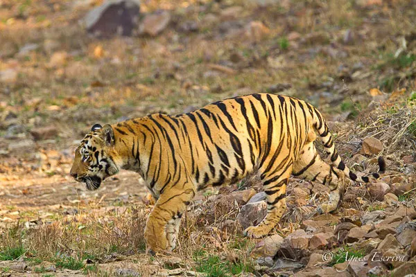 mâle de la zone nord de Tadoba-Andhari (Pandherpauni, TATR) qui vient de prendre une râclée par un autre mâle pour les beaux yeux d'une femelle