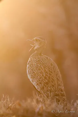 Timbavati - Afrique du Sud - Octobre 2016