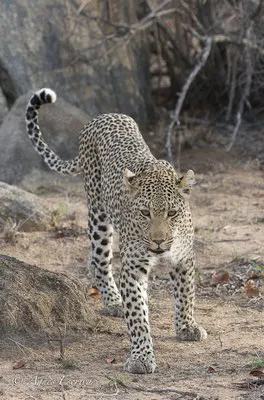 Timbavati - Afrique du Sud - Octobre 2016