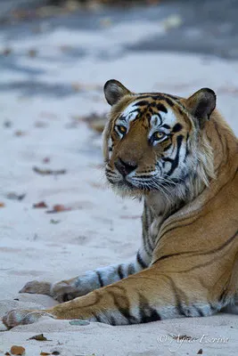 Bamera, le mâle dominant de Tala, Bandhavgarh