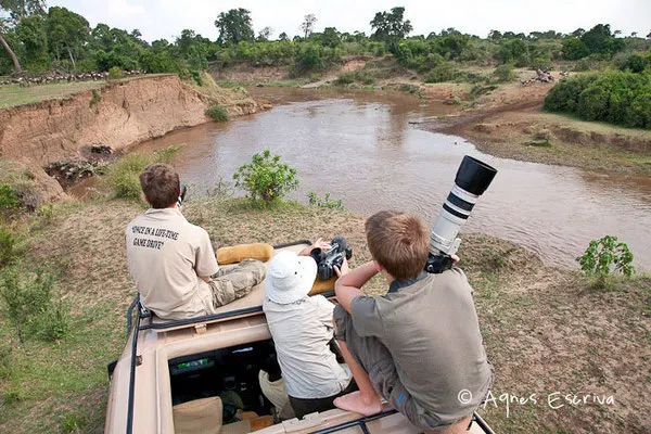 En attendant un crossing - Masaï Mara, Kenya, août 2011