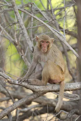 Macaque rhésus