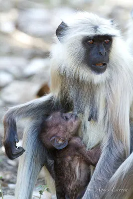 Singe entelle ou langur, à la têtée