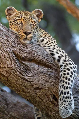 Afrique du Sud - février 2015