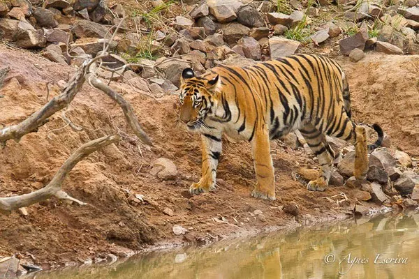 Jeune tigresse de 18 mois, Telia, Tadoba-Andhari