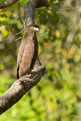 Serpent eagle