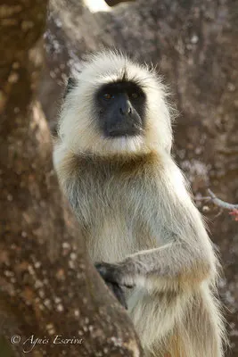 Monsieur Langur