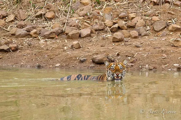 Jeune tigresse au bain