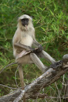 Langur