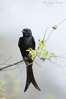 Drongo
