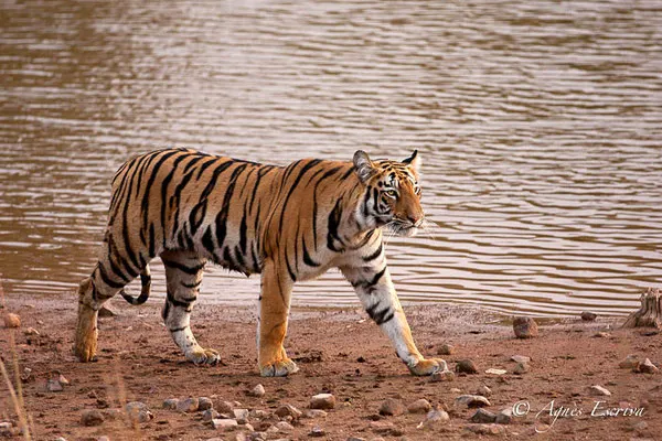 Jeune tigresse, Telia, Tadoba