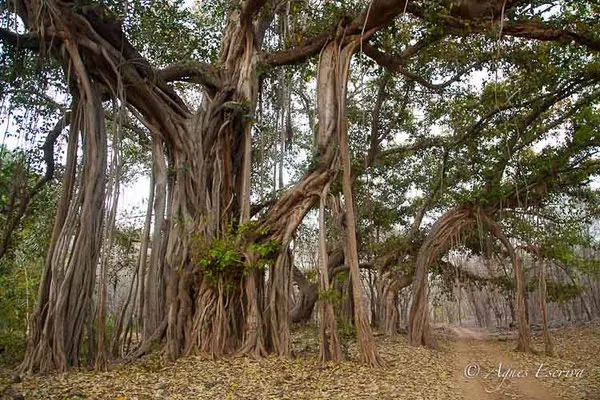 Banyan tree ficus