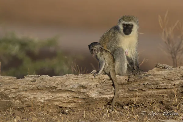 Samburu - Kenya février 2017