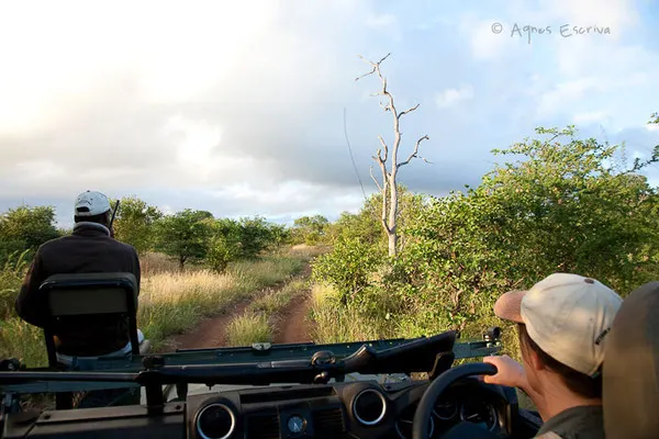 Timbavati, Afrique du Sud, février 2012