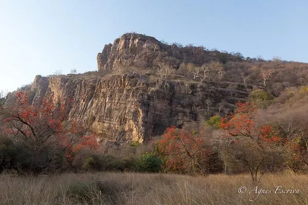 Plaine et falaise, Ranthambore