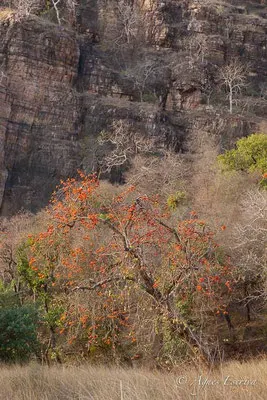 Paysage Ranthambore